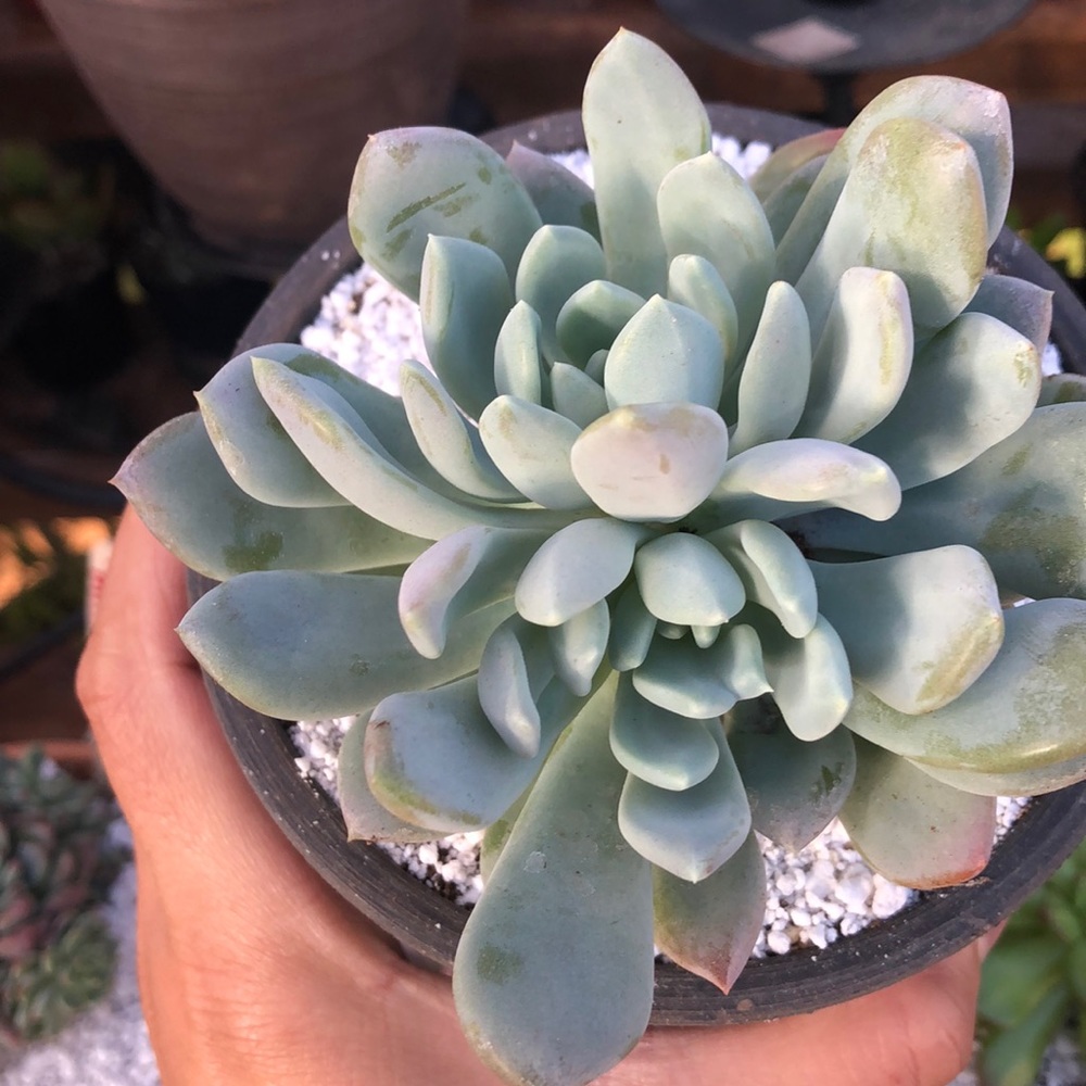 Succulent - Picture 4 of 7